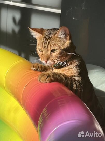 Бенгальский котенок мальчик