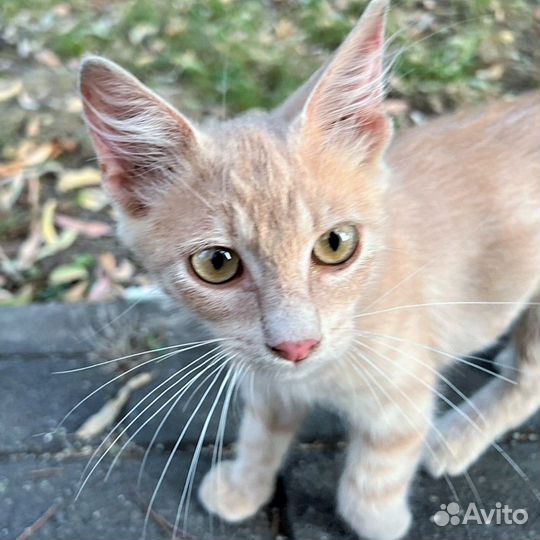 Котята в добрые руки мальчики