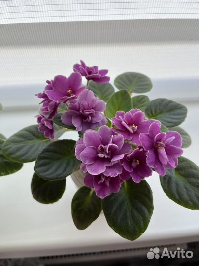 Фиалки детки и стартеры