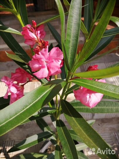 Герань пеларгония,олеандр