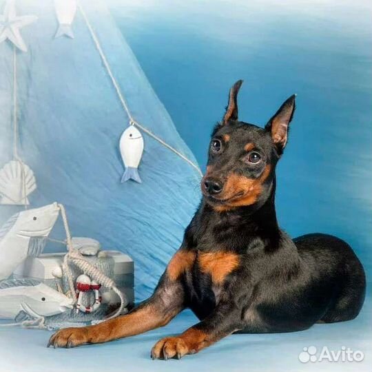 Щенки цвергпинчера