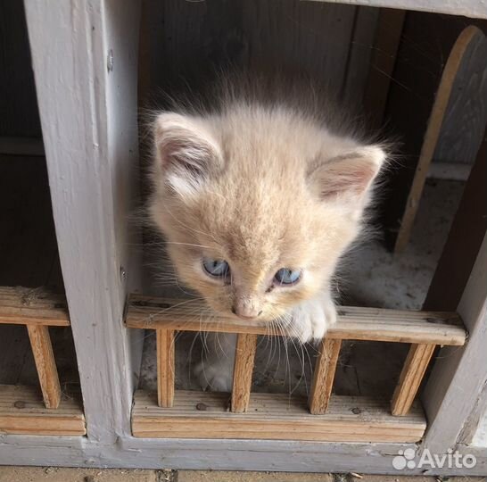 Котята 1,5 мес