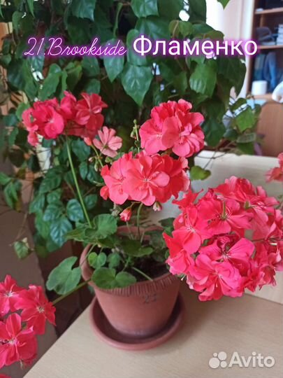 Пеларгония,герань