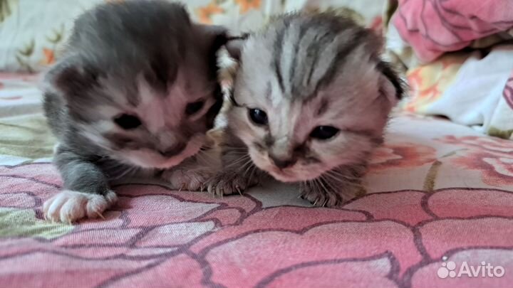 Котята в добрые руки бесплатно