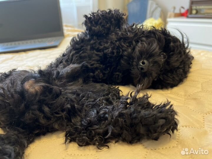 Вязка. Той-пудель