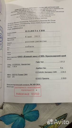 Лошади матки с жеребятами и жеребые