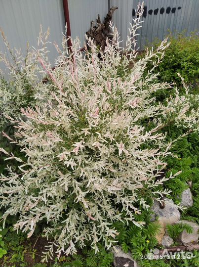 Многолетники для сада