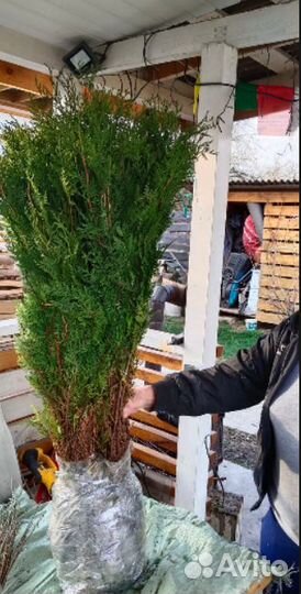 Туя для изгороди / саженцы