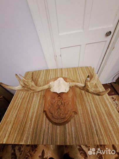 Продам рога лося