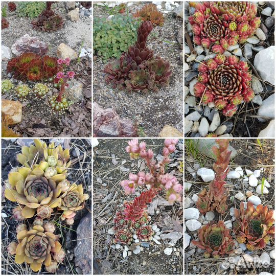 Молодило-каменная роза от