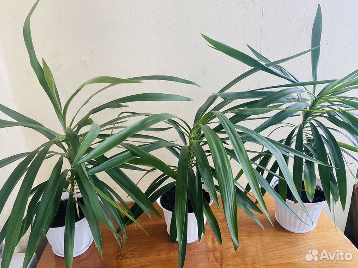 Кордилина прямая