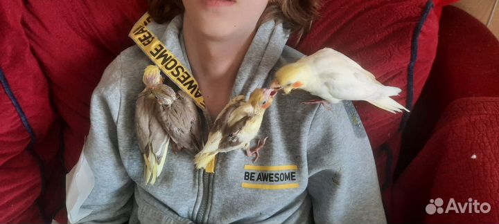 Попугай корелла абсолютно ручные птенцы