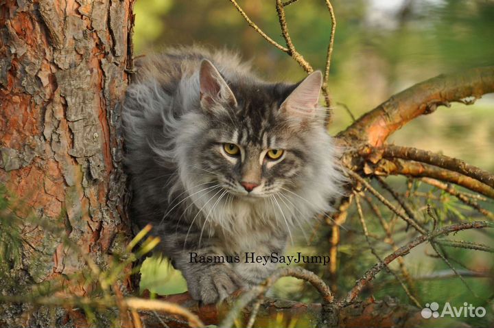 Котята от этого кота. Кот на вязку