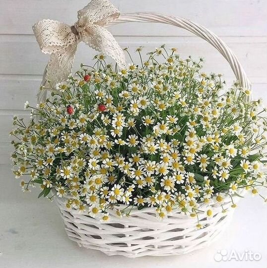 Букеты ромашек