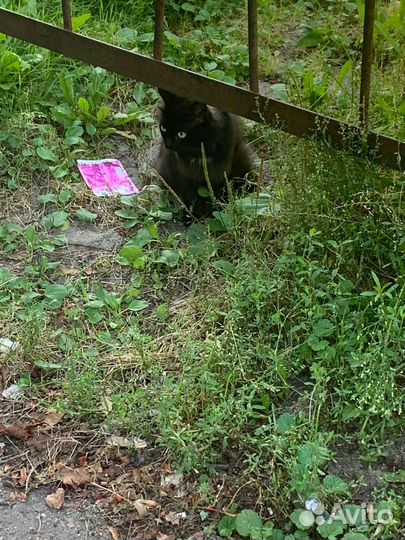 Кошка с котятами в добрые руки