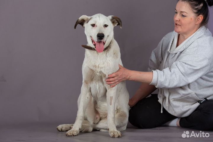 Бельмондо в поисках дома