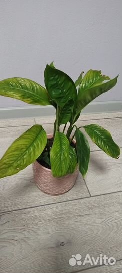 Спатифиллум