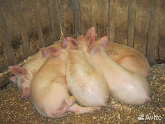 Поросята Ландрас