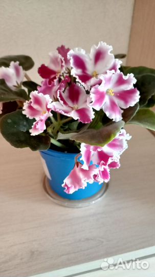 Сортовые фиалки