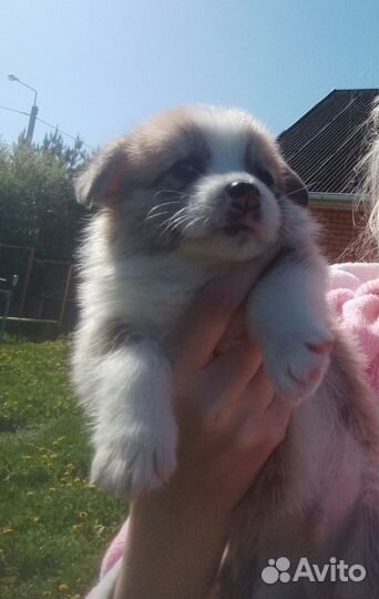 Продам щенков