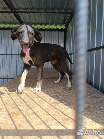 Два мальчика, две девочки