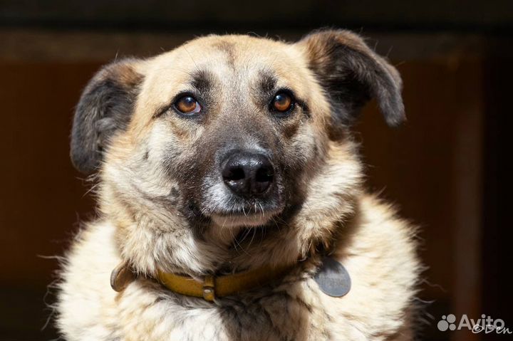 Отдаю песика Буча в добрые руки