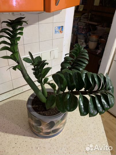 Замиокулькас занзибар