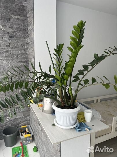 Замиокулькас