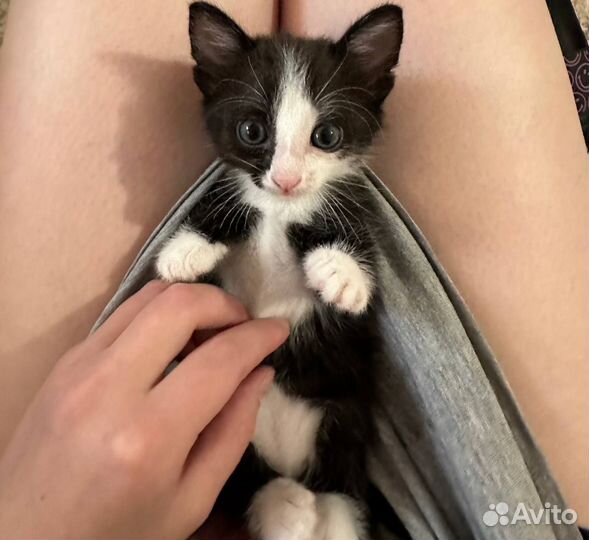 Отдам котенка в добрые руки