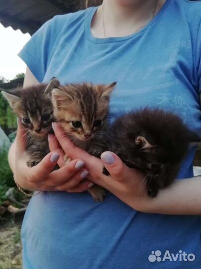 Котята в добрые руки