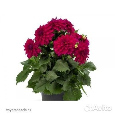 Многолетние растения для сада