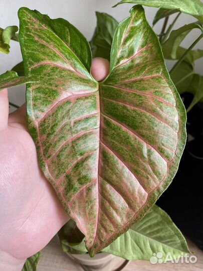 Сингониум Neon Pink детки