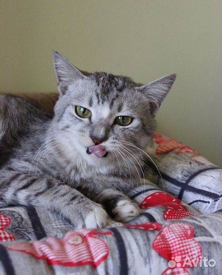 Кот Серджио