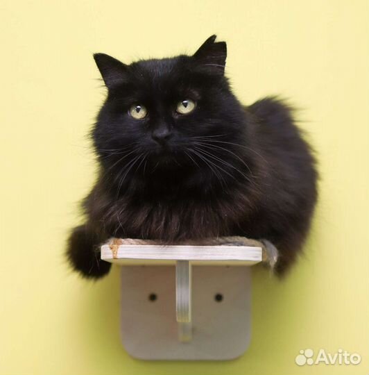 Кошка-мечта лучшему человеку