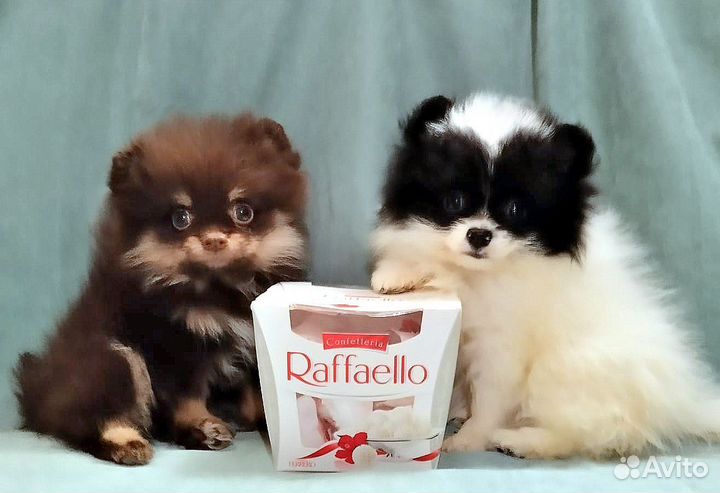 Девочки мини