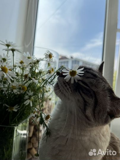 Сиамский кот