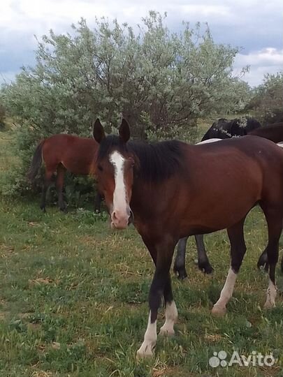 Лошадь рысак