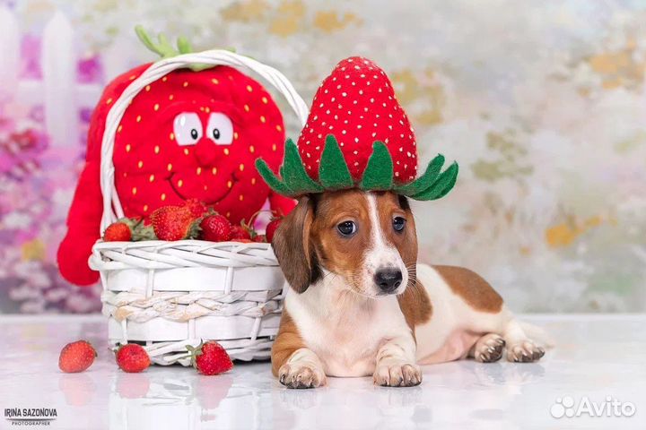 Кроличья/миниатюрная такса окрас пайболд