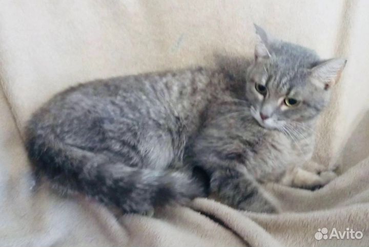 Кошка