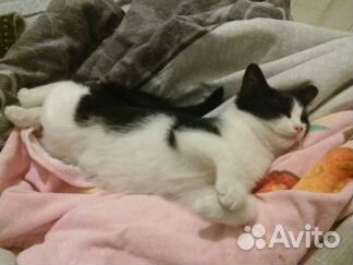 Молодой, обаятельный котик -дайте шанс на жизнь