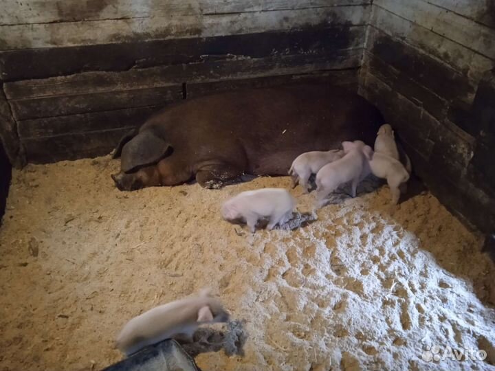 Продам 4 мес. поросят