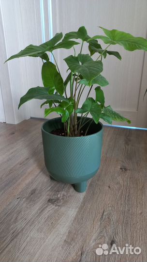 Сингониум в новом кашпо