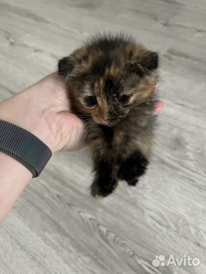 Отдадим в добрые и ответственные руки чудо