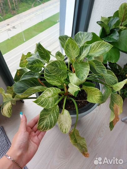 Филодендрон Биркин