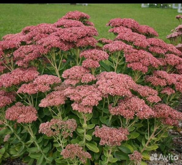 Колокольчики,Золотарник,Очиток