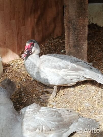 Ия индоуток