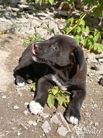 Девочка ищет дом