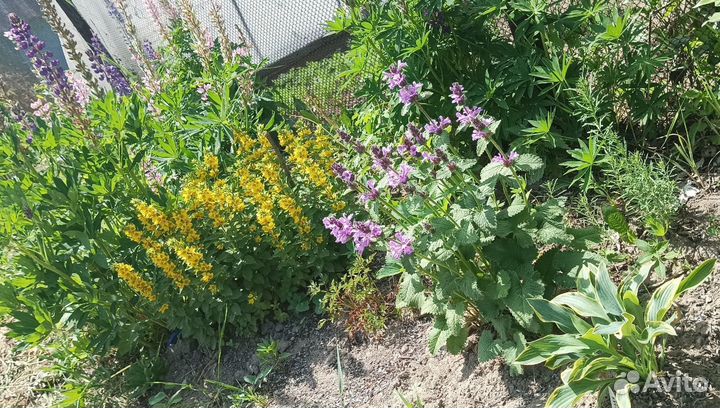 Вербейник точечный саженцы (обменяю на ваши цветы)