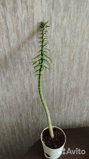 Аустроцилиндропунция