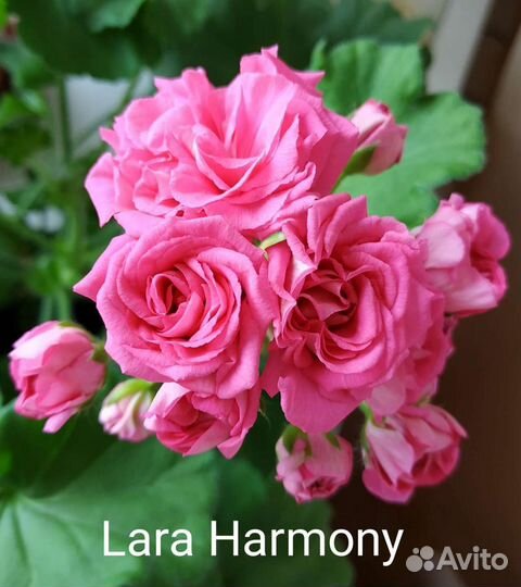 Пеларгонии (герани) 10 сортов